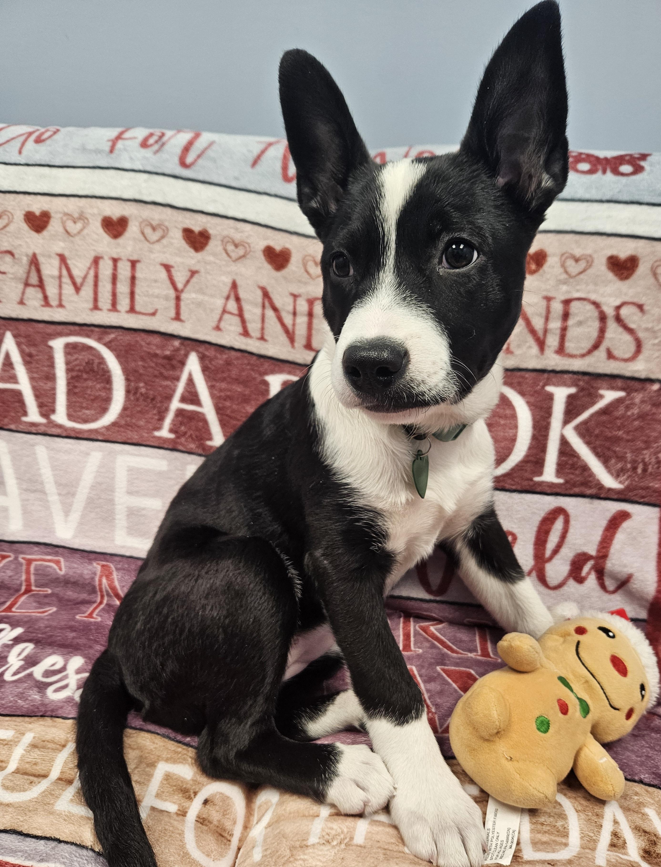 Enlarge Daisy Claire, a Adoptable mixed breed in Livonia, MI image 3/6