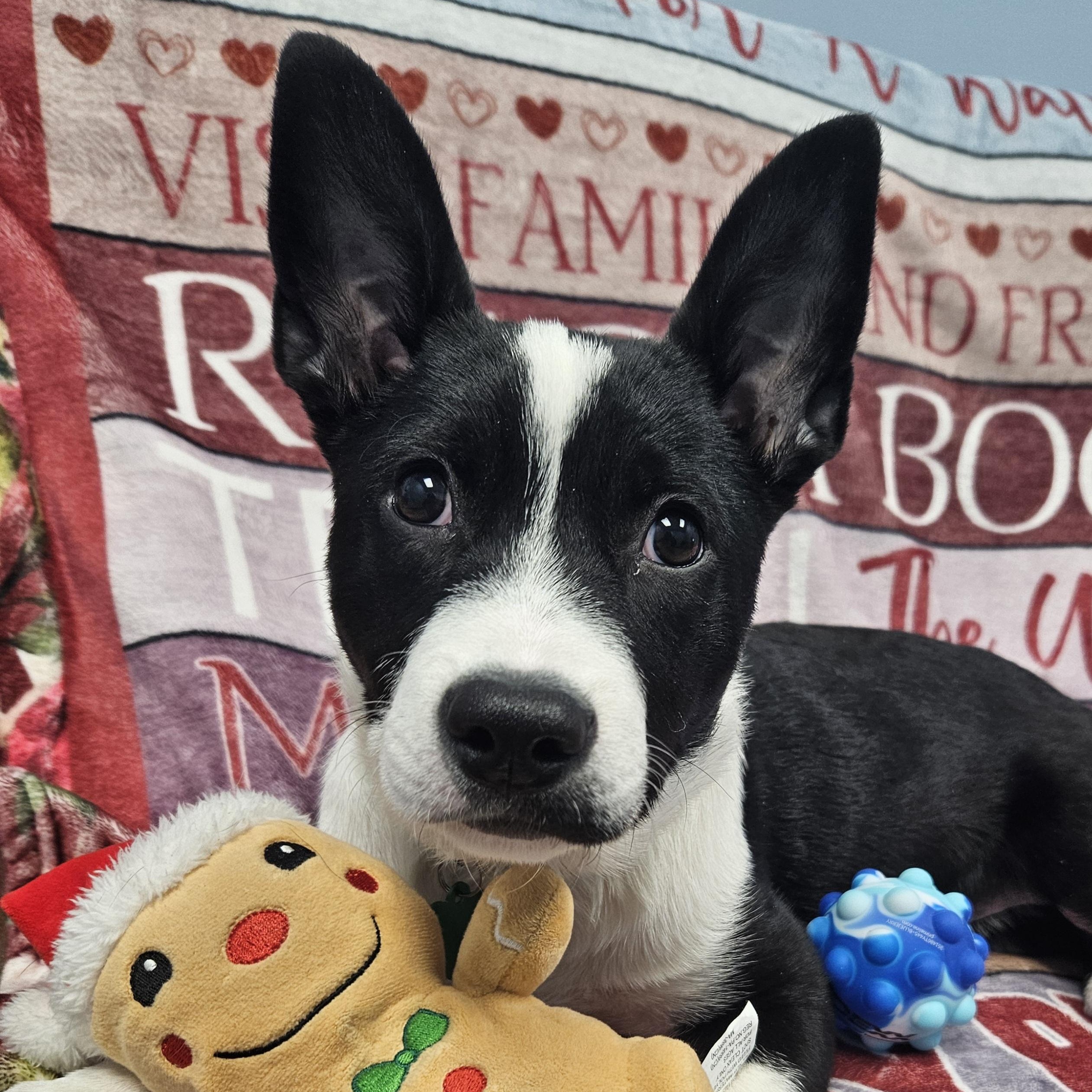 Enlarge Daisy Claire, a Adoptable mixed breed in Livonia, MI image 1/6