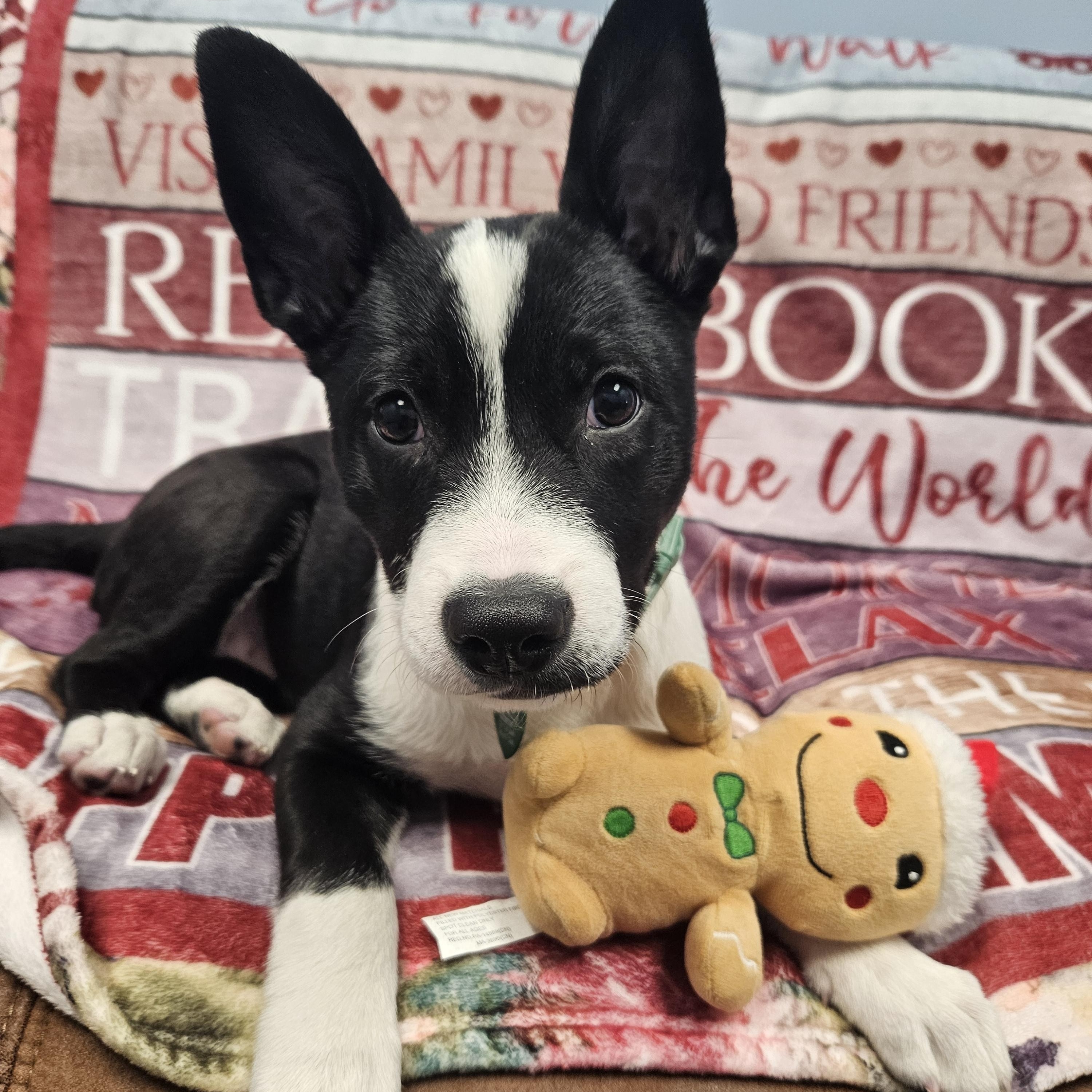 Enlarge Daisy Claire, a Adoptable mixed breed in Livonia, MI image 4/6