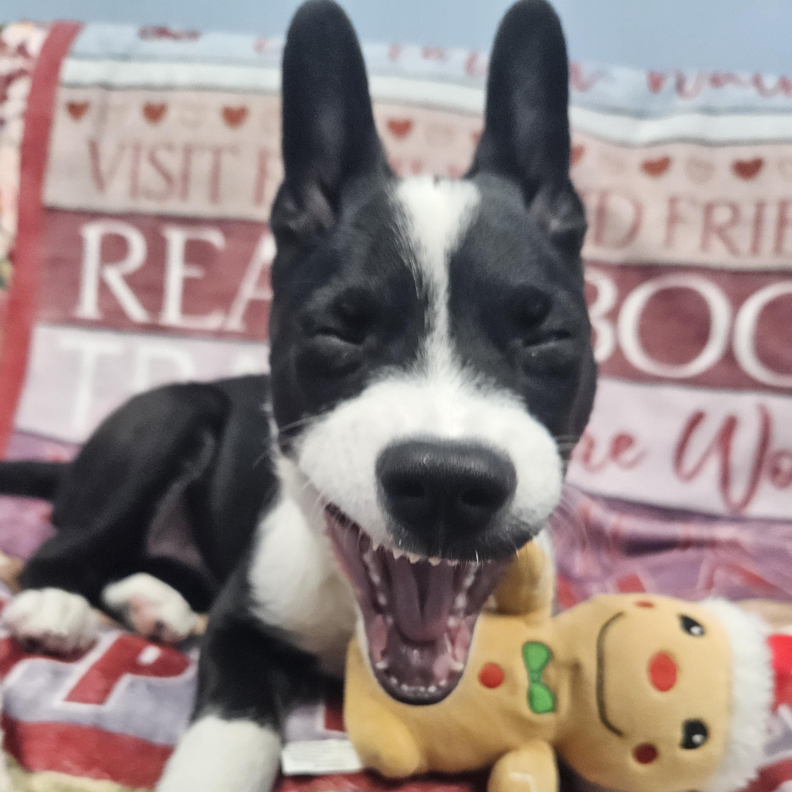 Enlarge Daisy Claire, a Adoptable mixed breed in Livonia, MI image 5/6