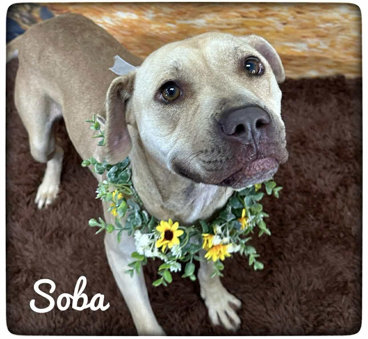 Soba