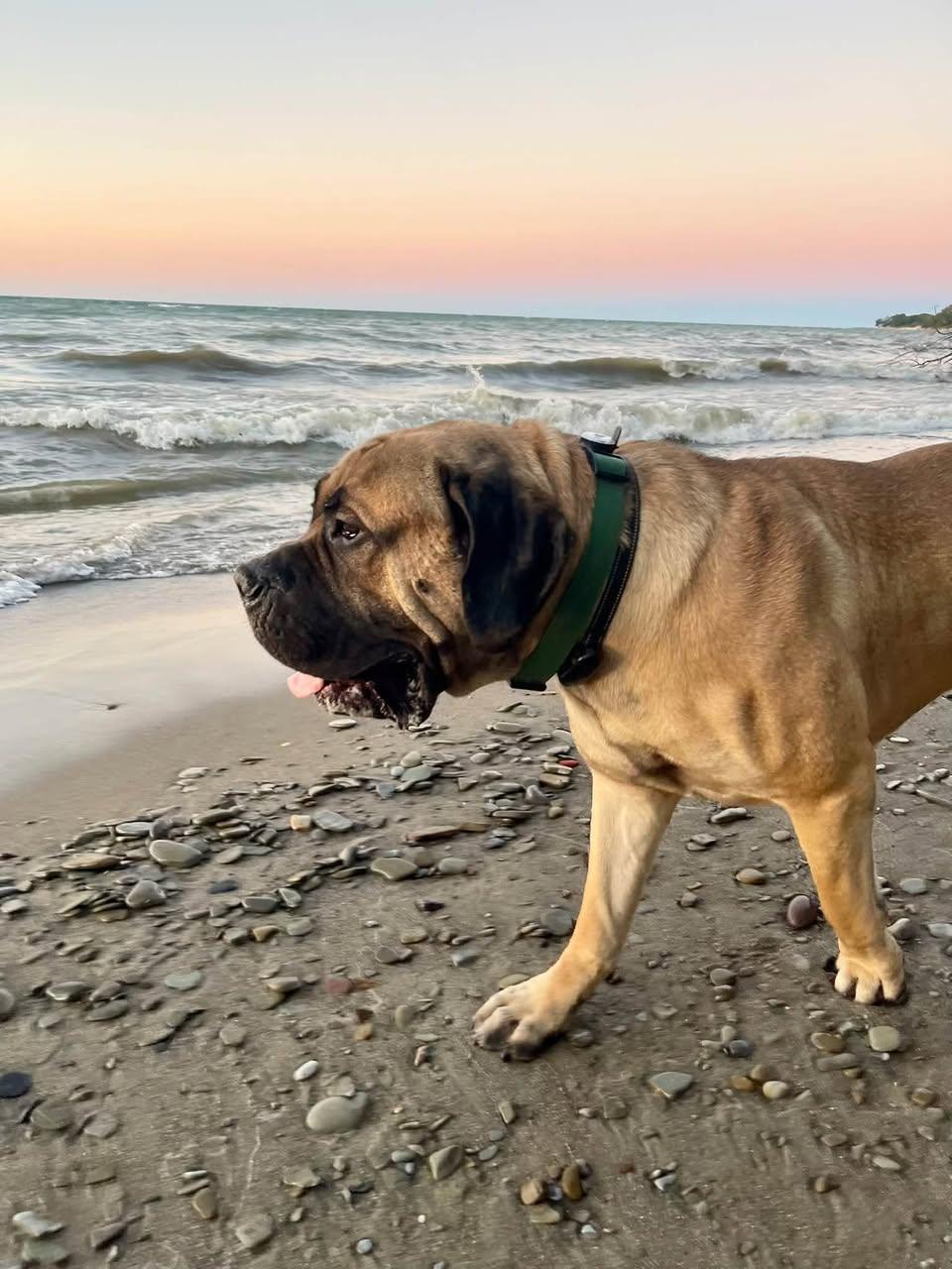 Gus Gus, Adoptable, Young Male Mastiff & Cane Corso.