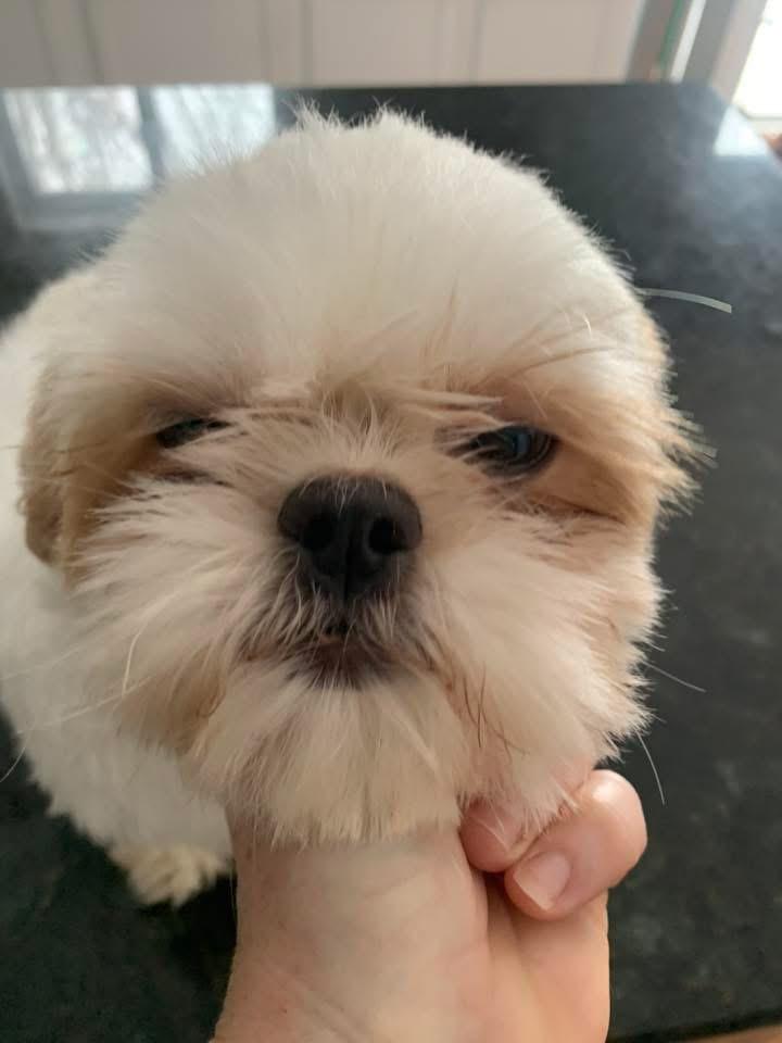 Patty, Adoptable, Young Female Shih Tzu.