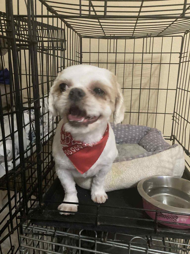 Patty, a Adoptable Shih Tzu image 2/6