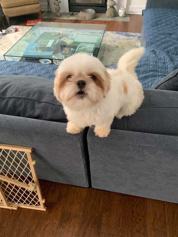 Patty, a Adoptable Shih Tzu image 3/6