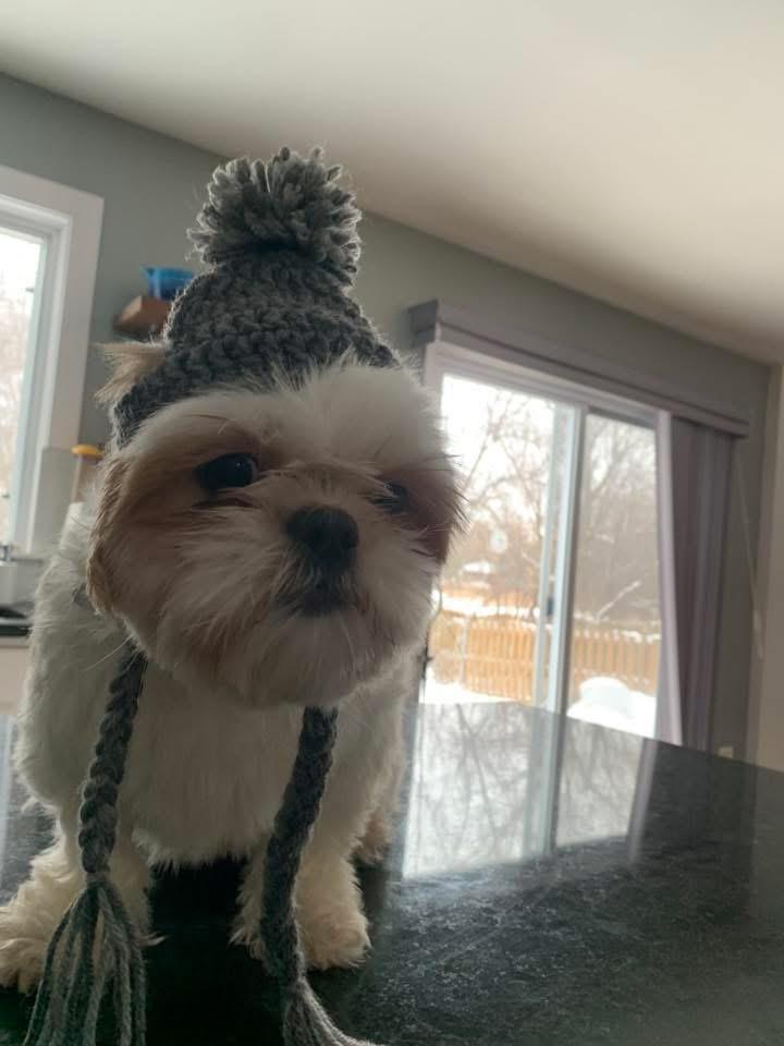 Patty, a Adoptable Shih Tzu image 4/6