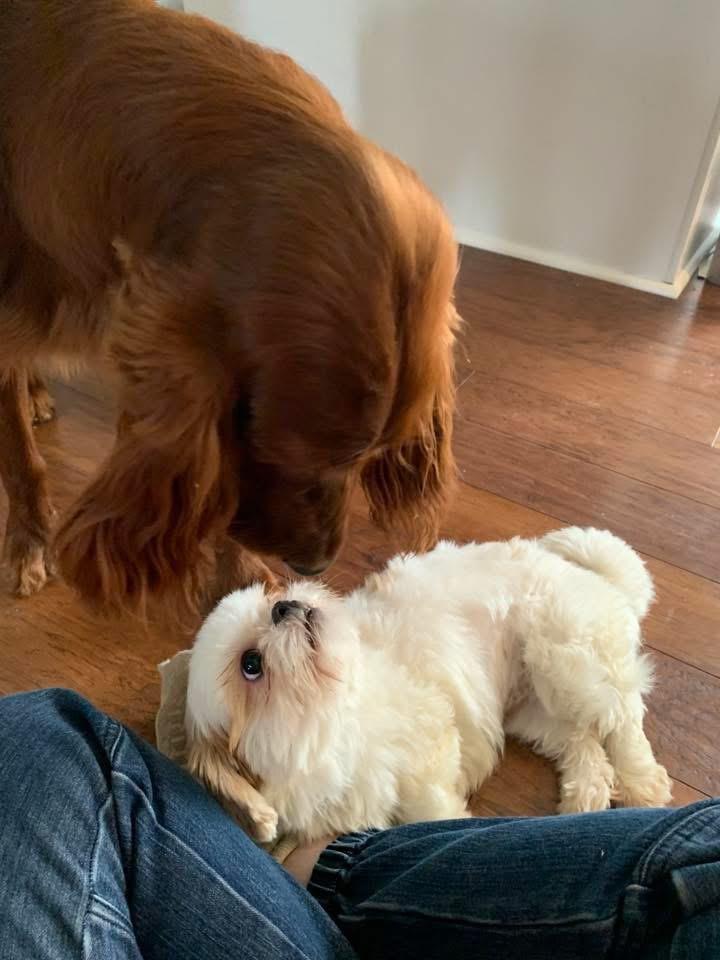 Patty, a Adoptable Shih Tzu image 5/6