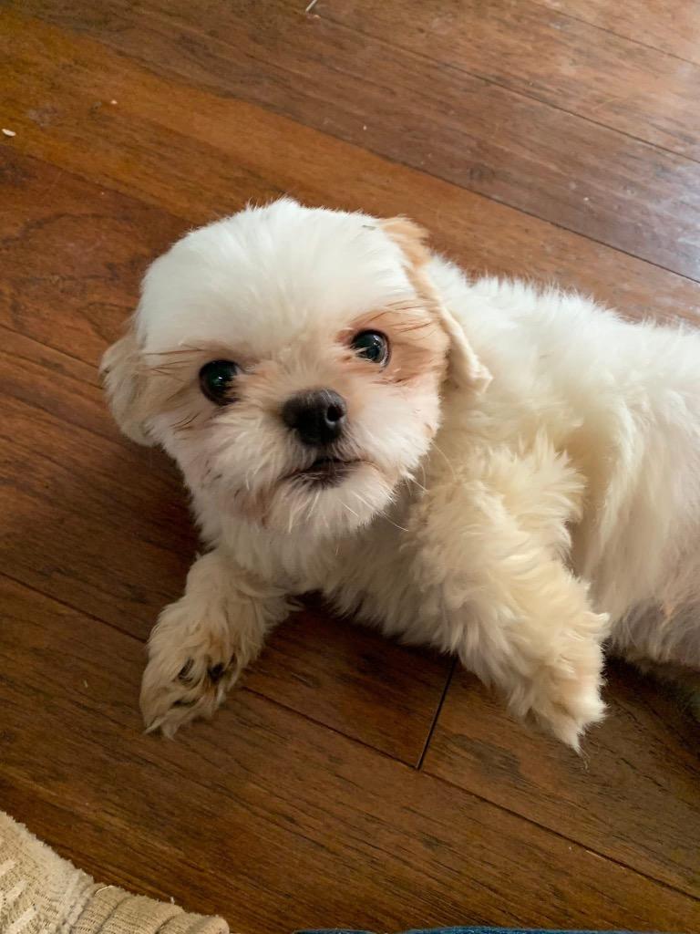 Patty, a Adoptable Shih Tzu image 6/6