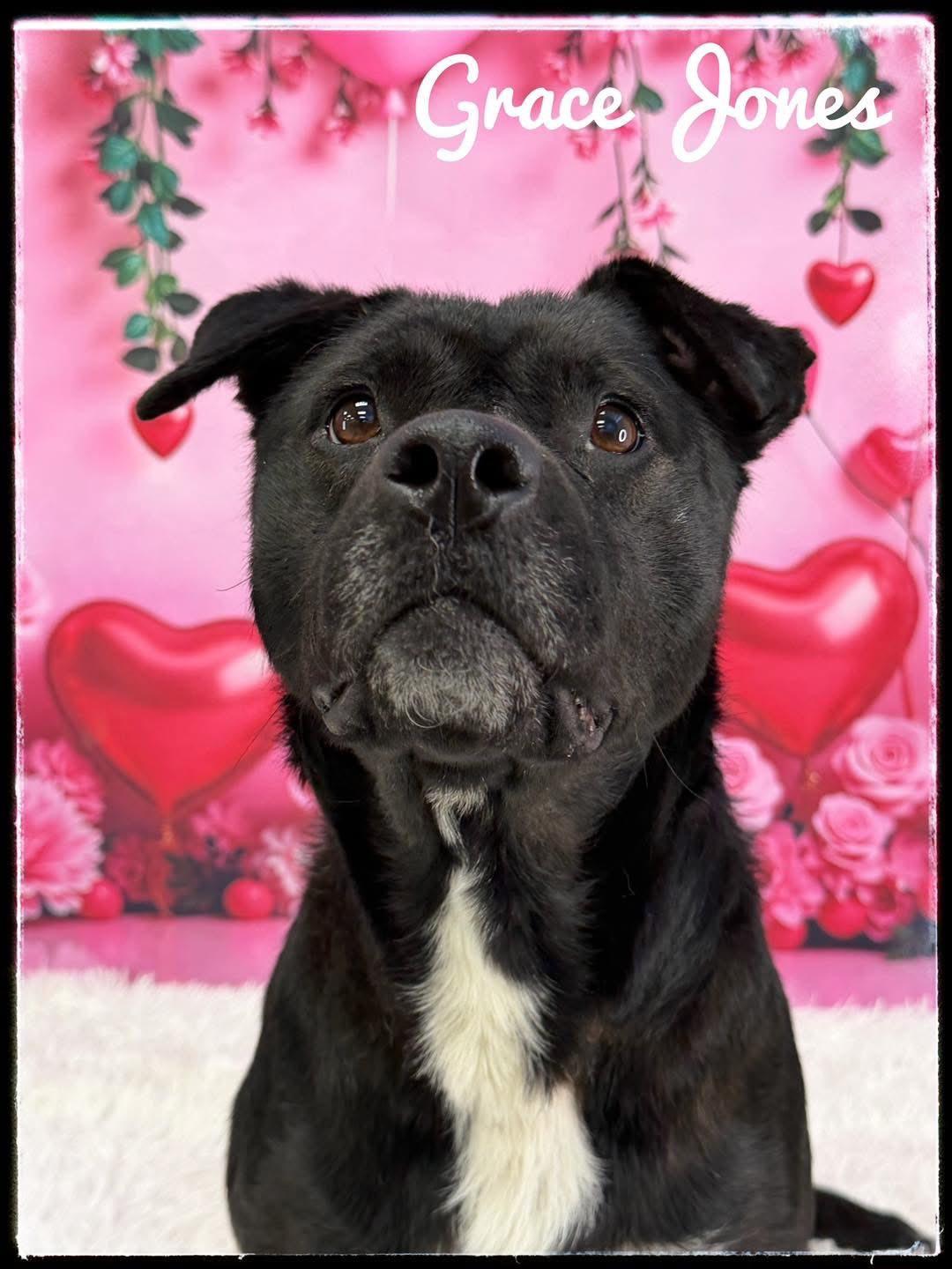 Grace Jones, ADOPTABLE, Adult Female Mixed Breed.