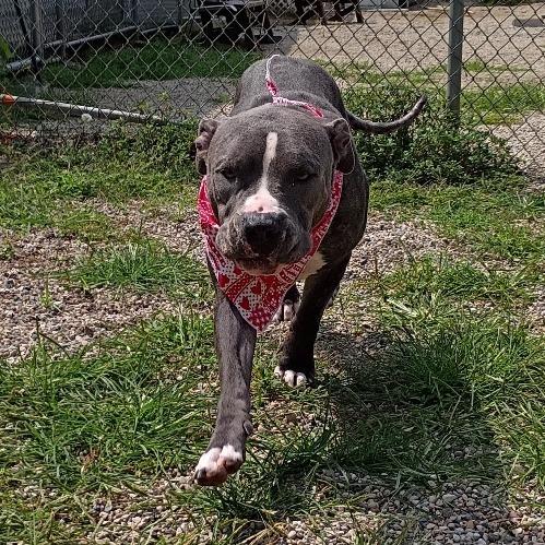 Bowie, Adoptable, Adult Female Mixed Breed.