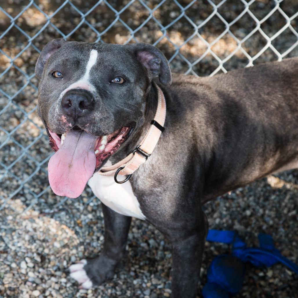 Enlarge Bowie, a Adoptable Mixed Breed in West Olive, MI image 2/6
