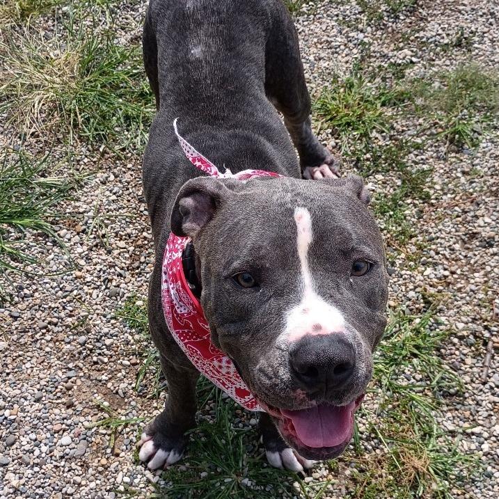 Enlarge Bowie, a Adoptable Mixed Breed in West Olive, MI image 3/6