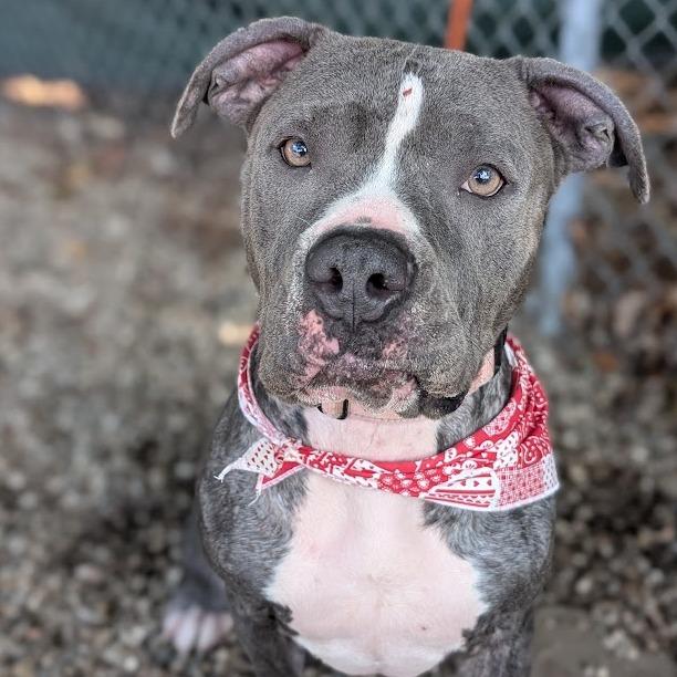 Enlarge Bowie, a Adoptable Mixed Breed in West Olive, MI image 4/6