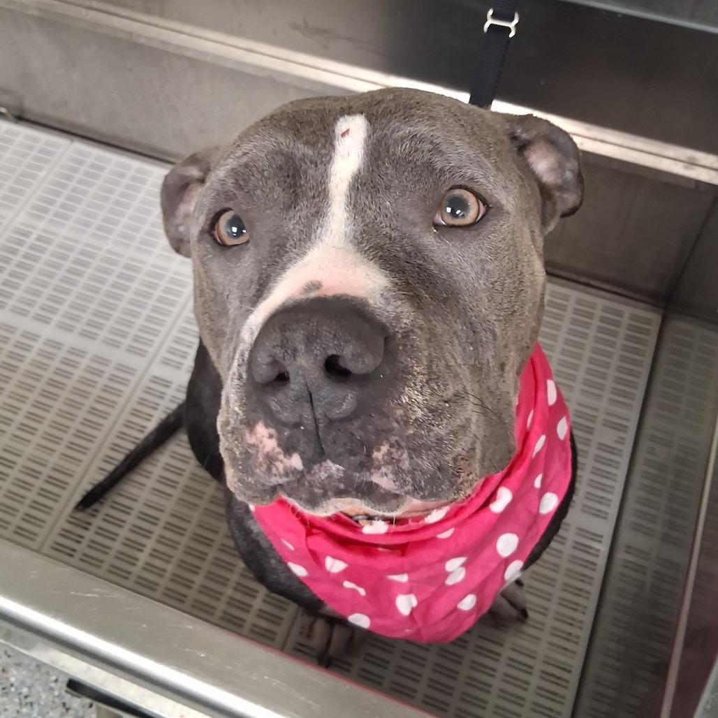 Enlarge Bowie, a Adoptable Mixed Breed in West Olive, MI image 5/6