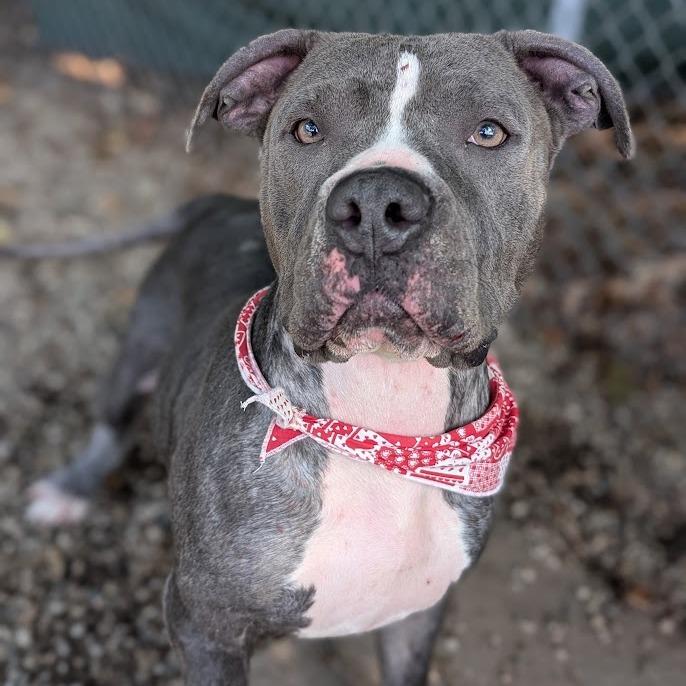 Enlarge Bowie, a Adoptable Mixed Breed in West Olive, MI image 6/6