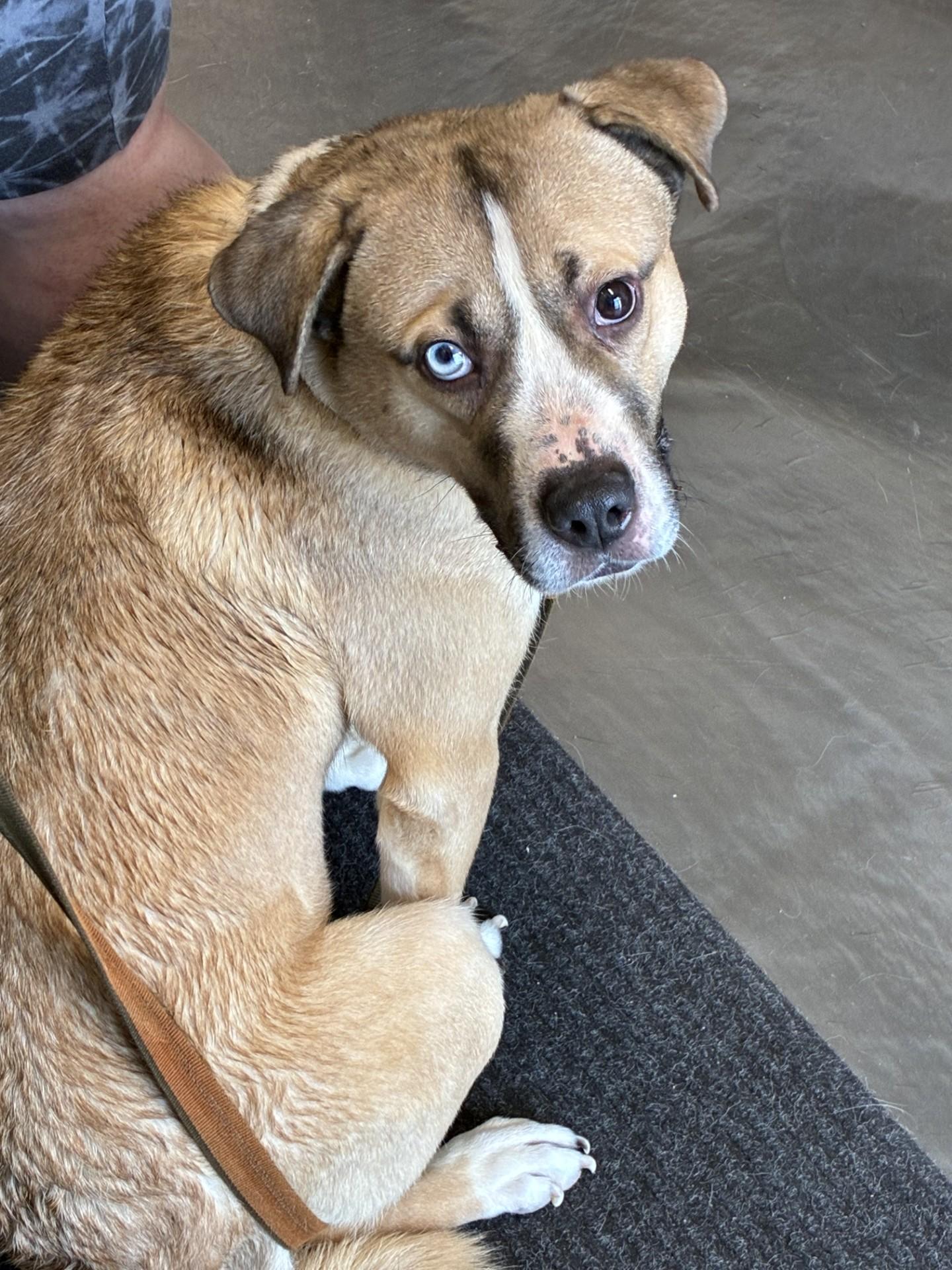 Enlarge Bo 26-0019/k9, a Adoptable mixed breed in Atlantic, IA image 1/1