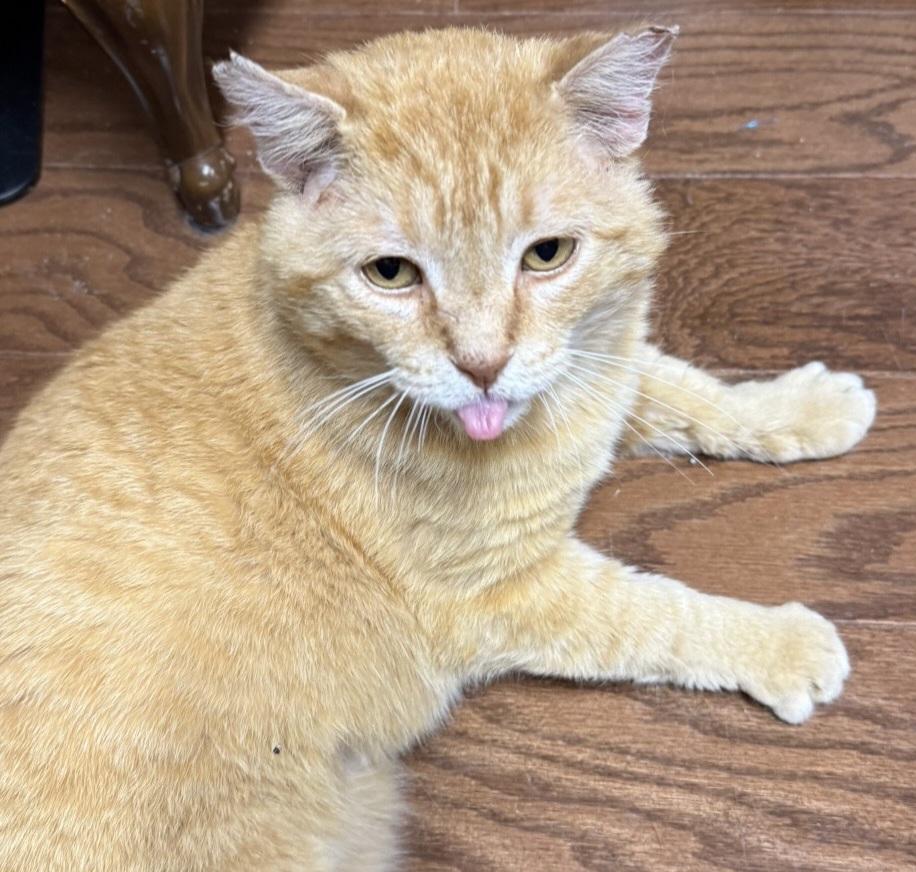 Enlarge Big Red, a ADOPTABLE Domestic Short Hair in Syracuse, NY image 3/5