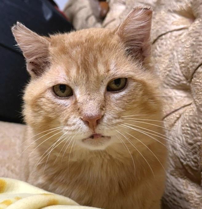 Enlarge Big Red, a ADOPTABLE Domestic Short Hair in Syracuse, NY image 1/5