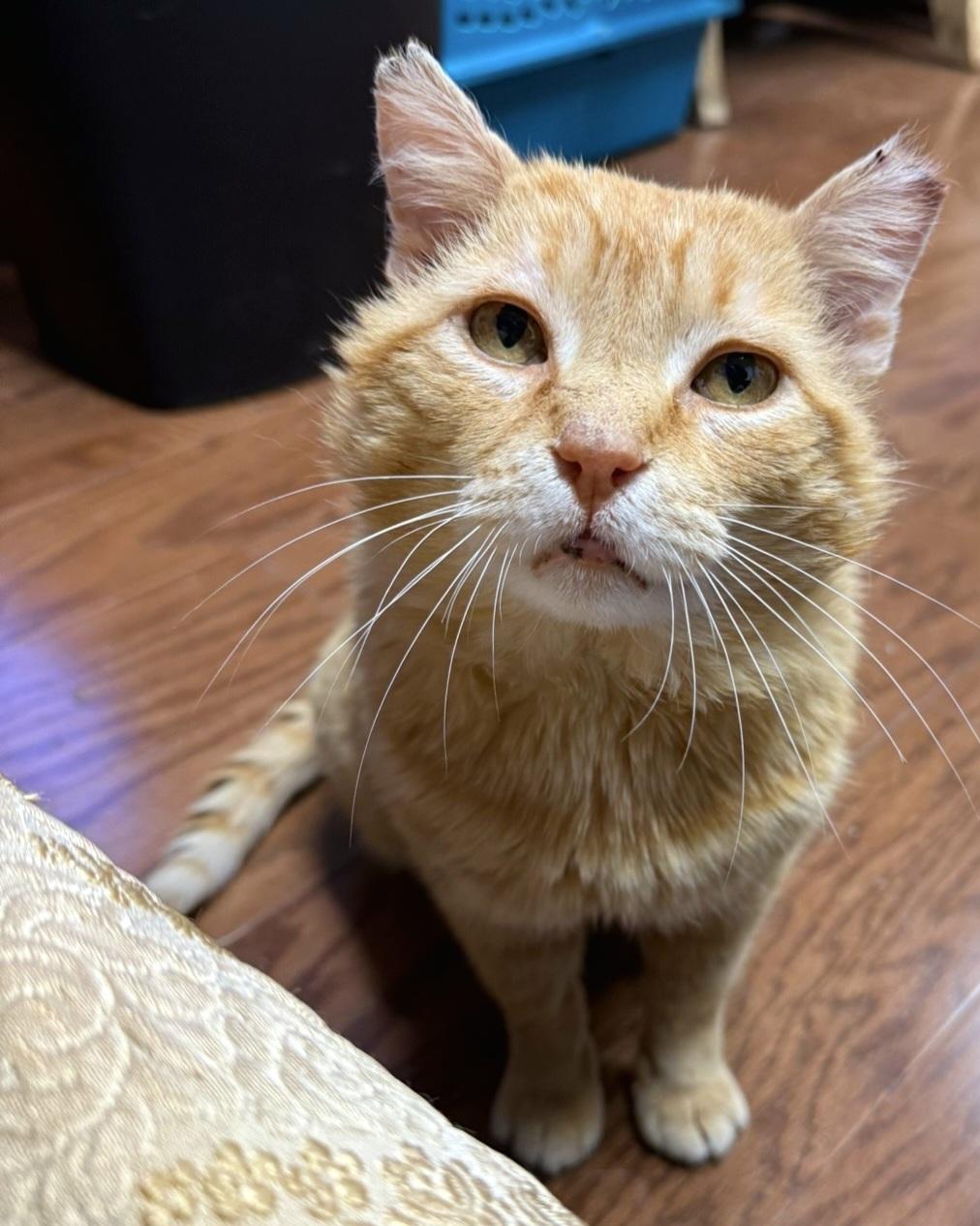Enlarge Big Red, a ADOPTABLE Domestic Short Hair in Syracuse, NY image 2/5