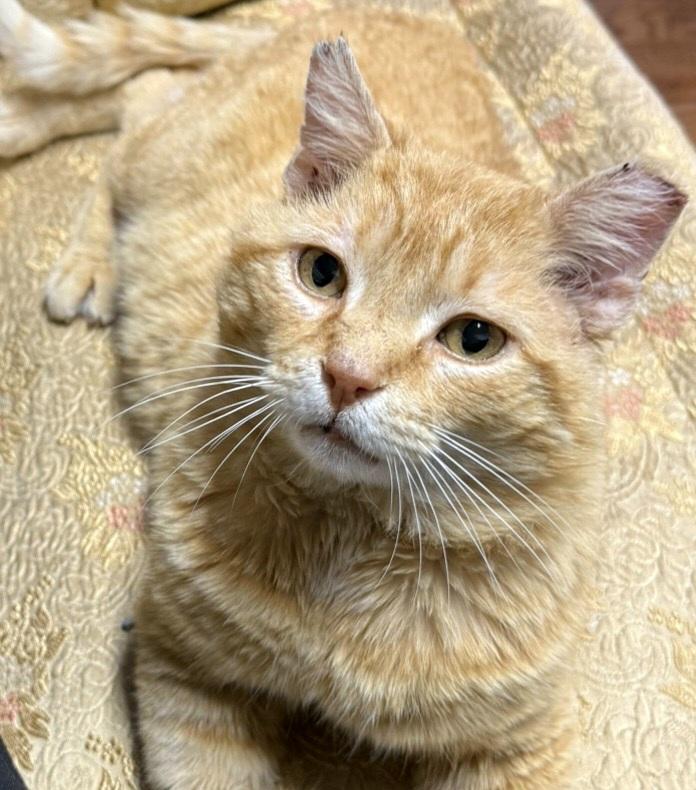 Big Red, ADOPTABLE, Adult Male Domestic Short Hair.