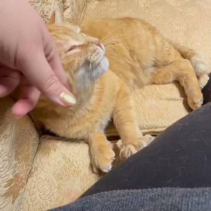 Enlarge Big Red, a ADOPTABLE Domestic Short Hair in Syracuse, NY video 5/5