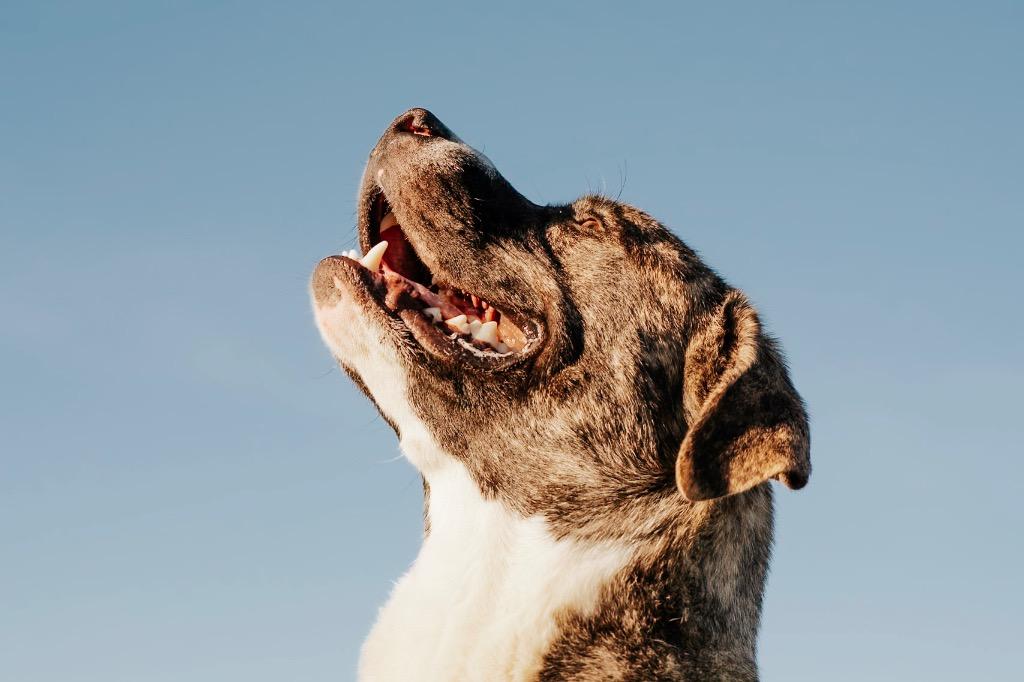 Enlarge Jericho - Sponsored by Ben Hall, a Adoptable mixed breed in Newberg, OR image 1/6