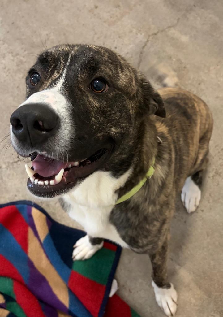 Enlarge Jericho - Sponsored by Ben Hall, a Adoptable mixed breed in Newberg, OR image 2/6