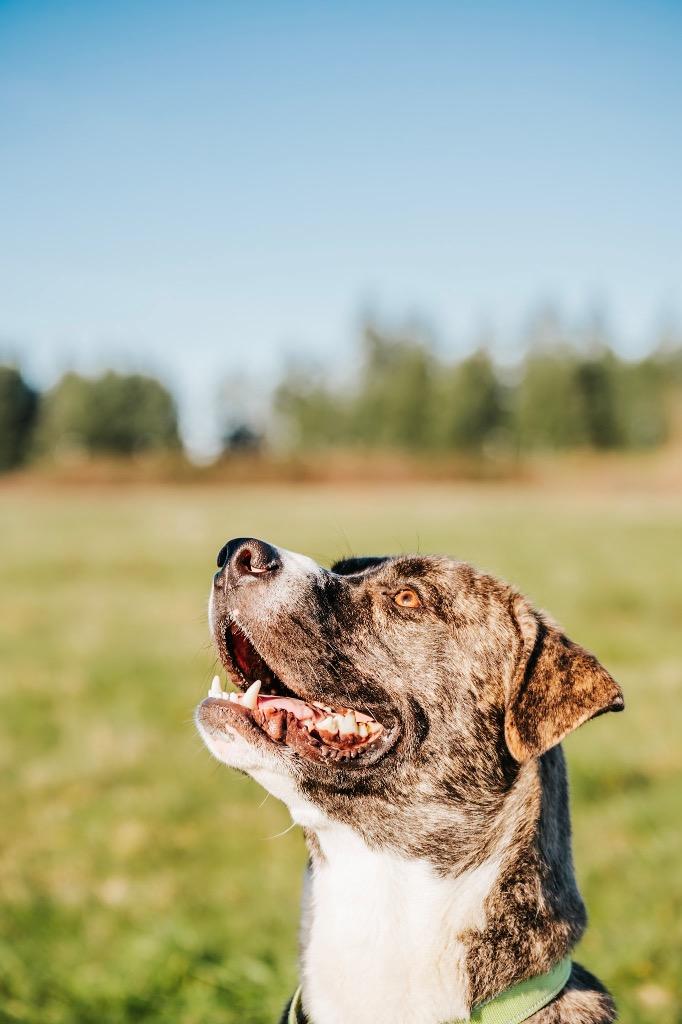 Enlarge Jericho - Sponsored by Ben Hall, a Adoptable mixed breed in Newberg, OR image 3/6
