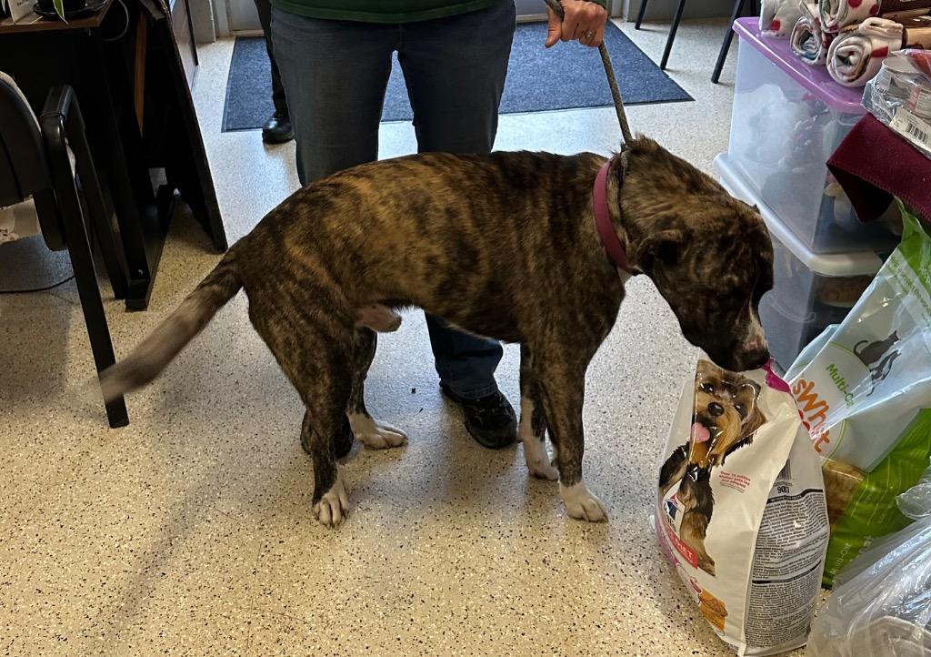 Enlarge Jericho - Sponsored by Ben Hall, a Adoptable mixed breed in Newberg, OR image 2/3