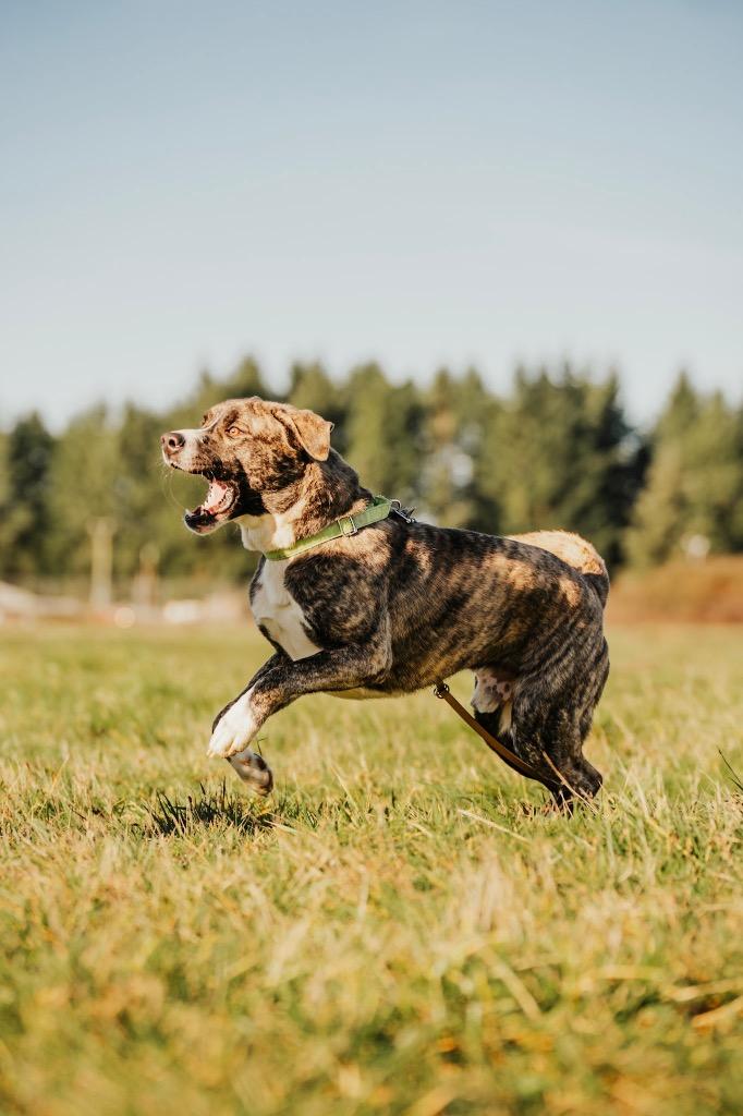 Enlarge Jericho - Sponsored by Ben Hall, a Adoptable mixed breed in Newberg, OR image 4/6
