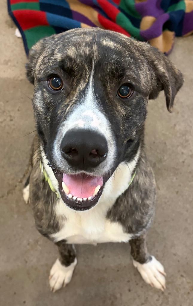 Enlarge Jericho - Sponsored by Ben Hall, a Adoptable mixed breed in Newberg, OR image 5/6