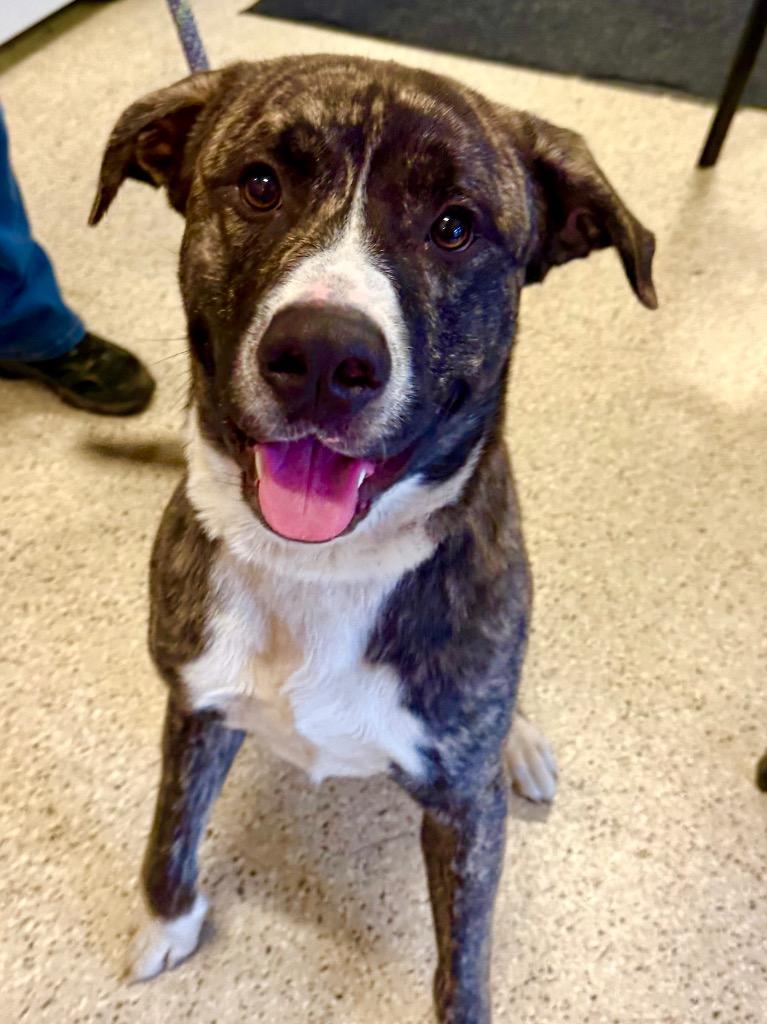 Enlarge Jericho - Sponsored by Ben Hall, a Adoptable mixed breed in Newberg, OR image 6/6