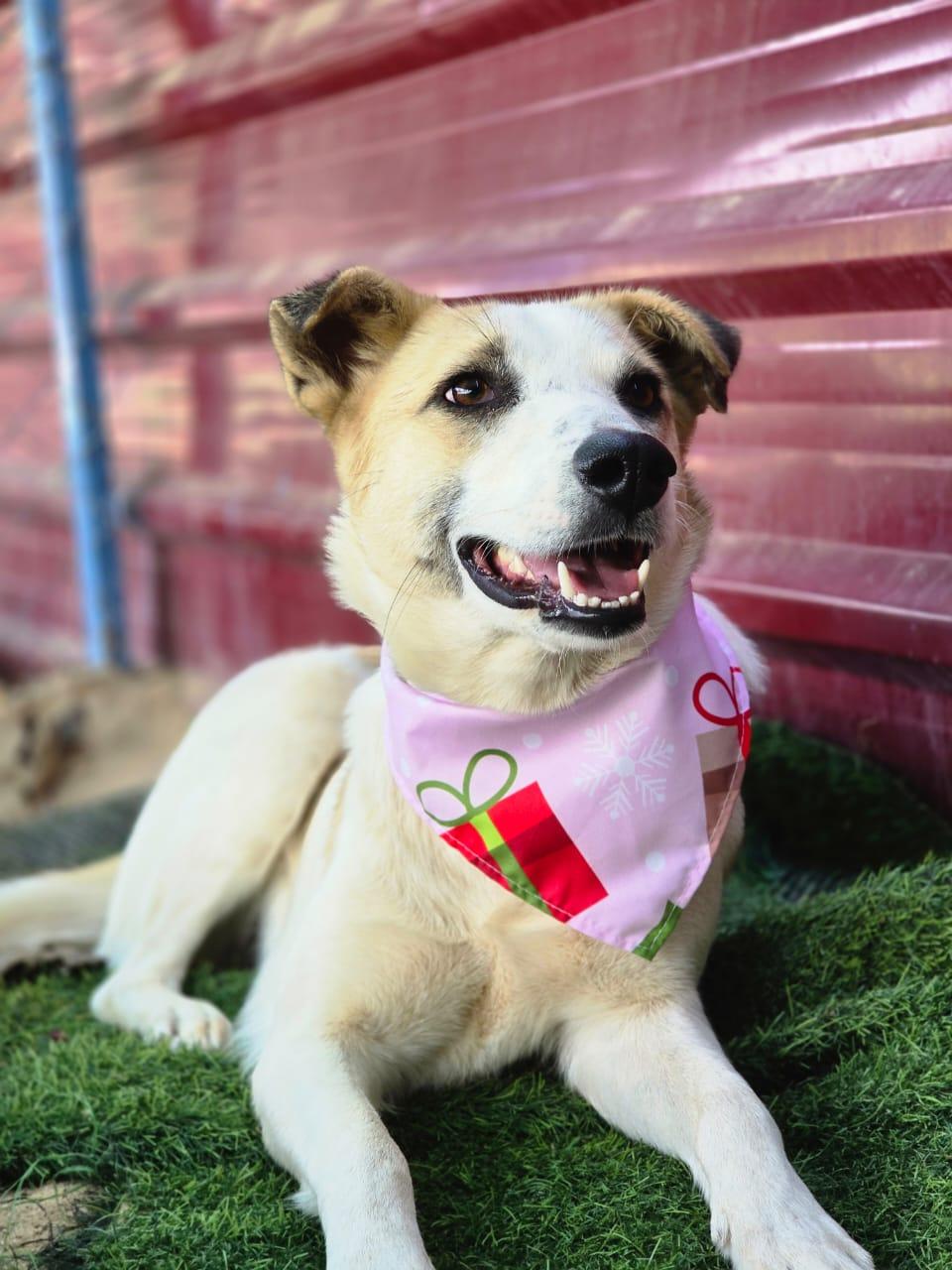 Salma, the Sweetest Survivor, Adoptable, Young Female Canaan Dog.