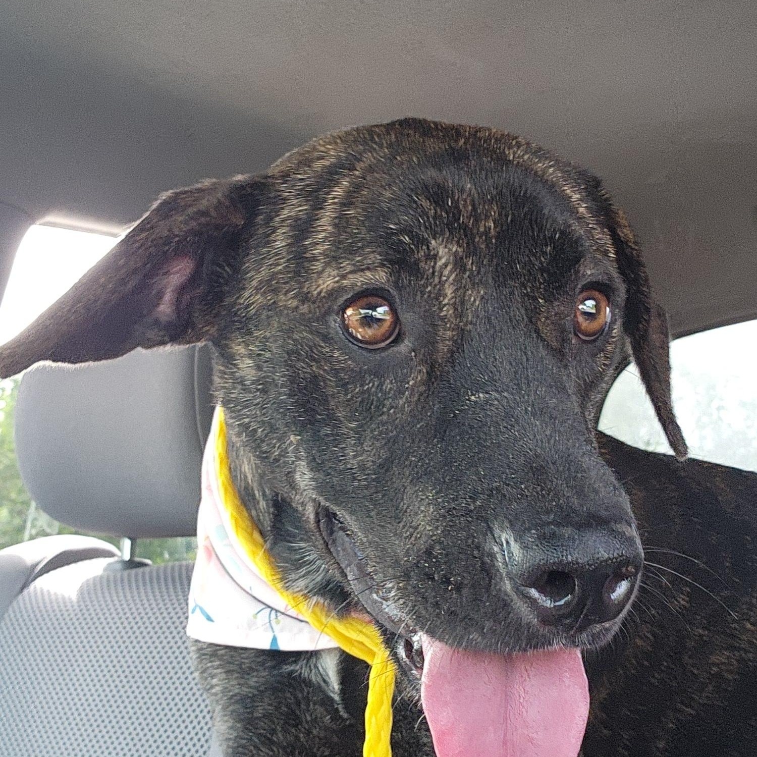 Phineas, Adoptable, Adult Male Plott Hound.
