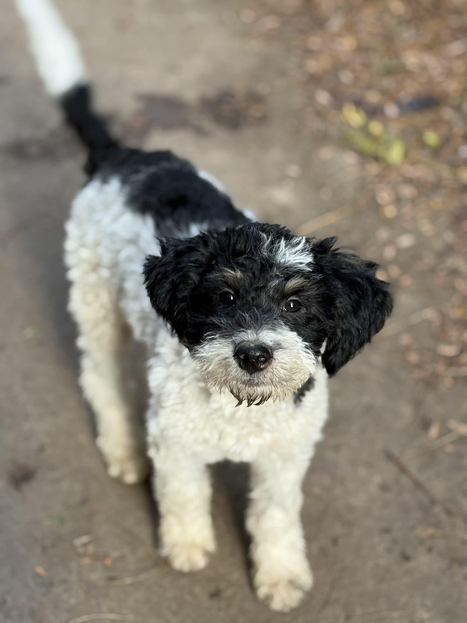 Zelda, a Adoptable mixed breed in Buffalo, NY image 1/3