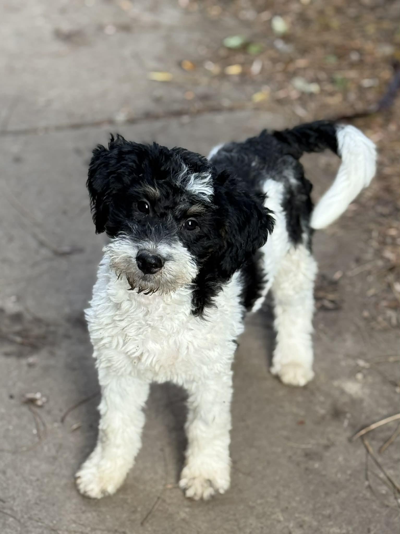 Zelda, a Adoptable mixed breed in Buffalo, NY image 3/3