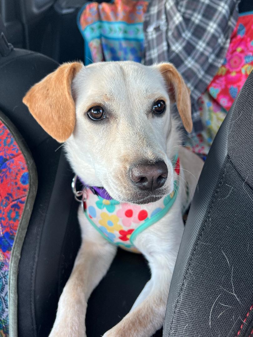 Evie, Adoptable, Young Female Labrador Retriever.