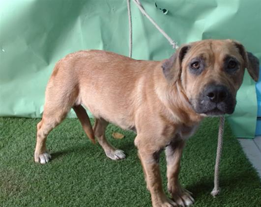 RIVER, Adoptable, Young Female German Shepherd Dog & Black and Tan Coonhound.