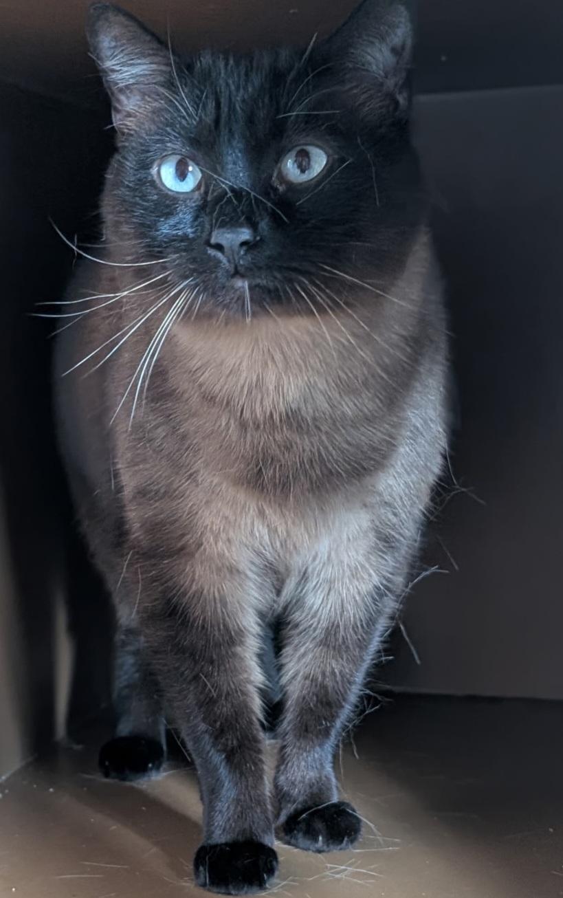 Enlarge Kanari, an adopted Siamese in Mansfield Center, CT image 2/3