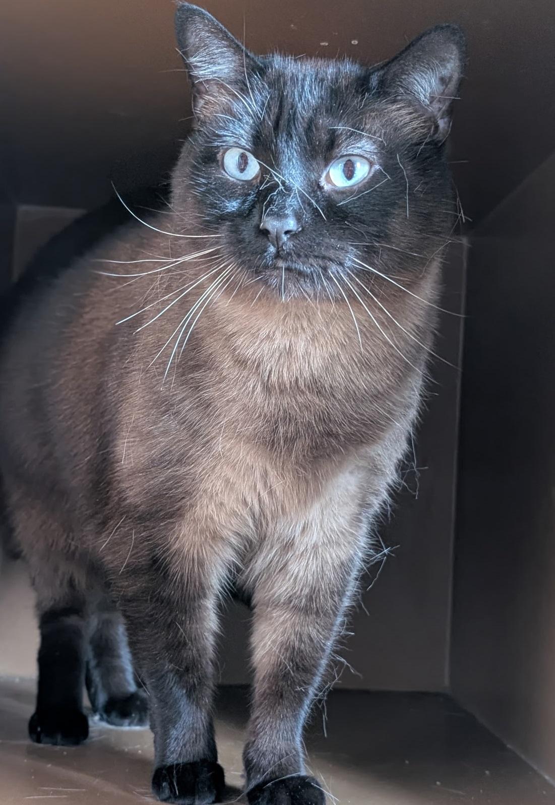 Kanari, adopted, Young Male Siamese.