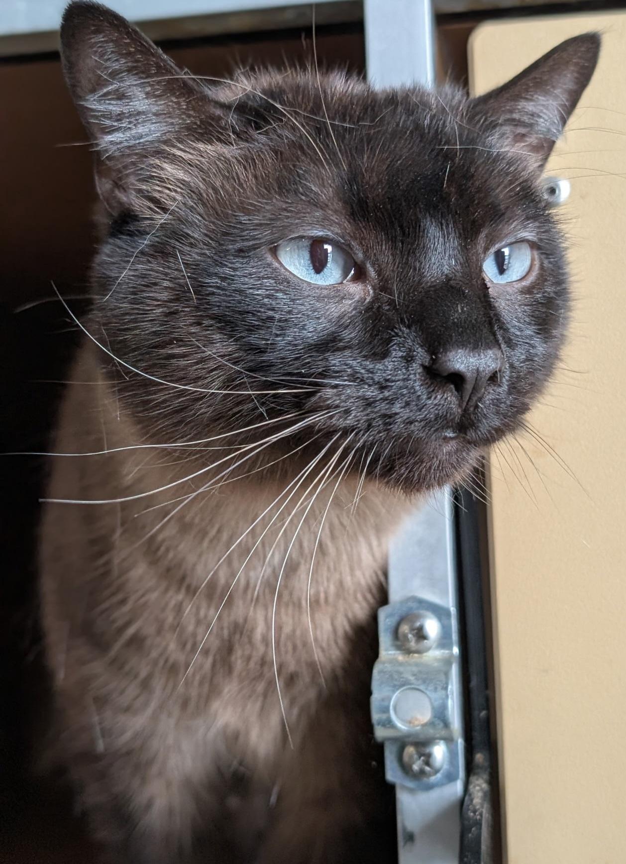 Enlarge Kanari, an adopted Siamese in Mansfield Center, CT image 3/3