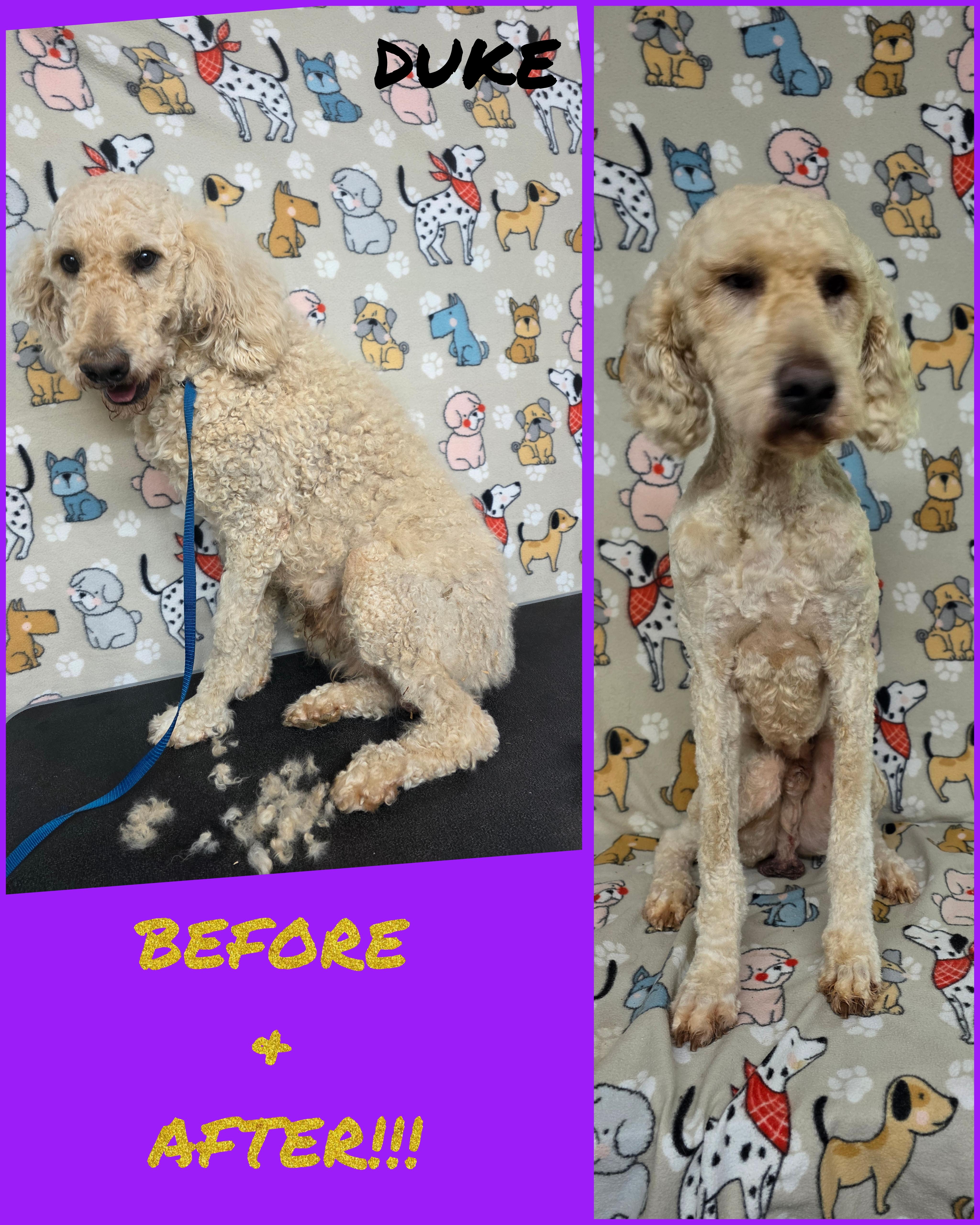 Duke, a ADOPTABLE Standard Poodle in Dallas, GA image 2/5