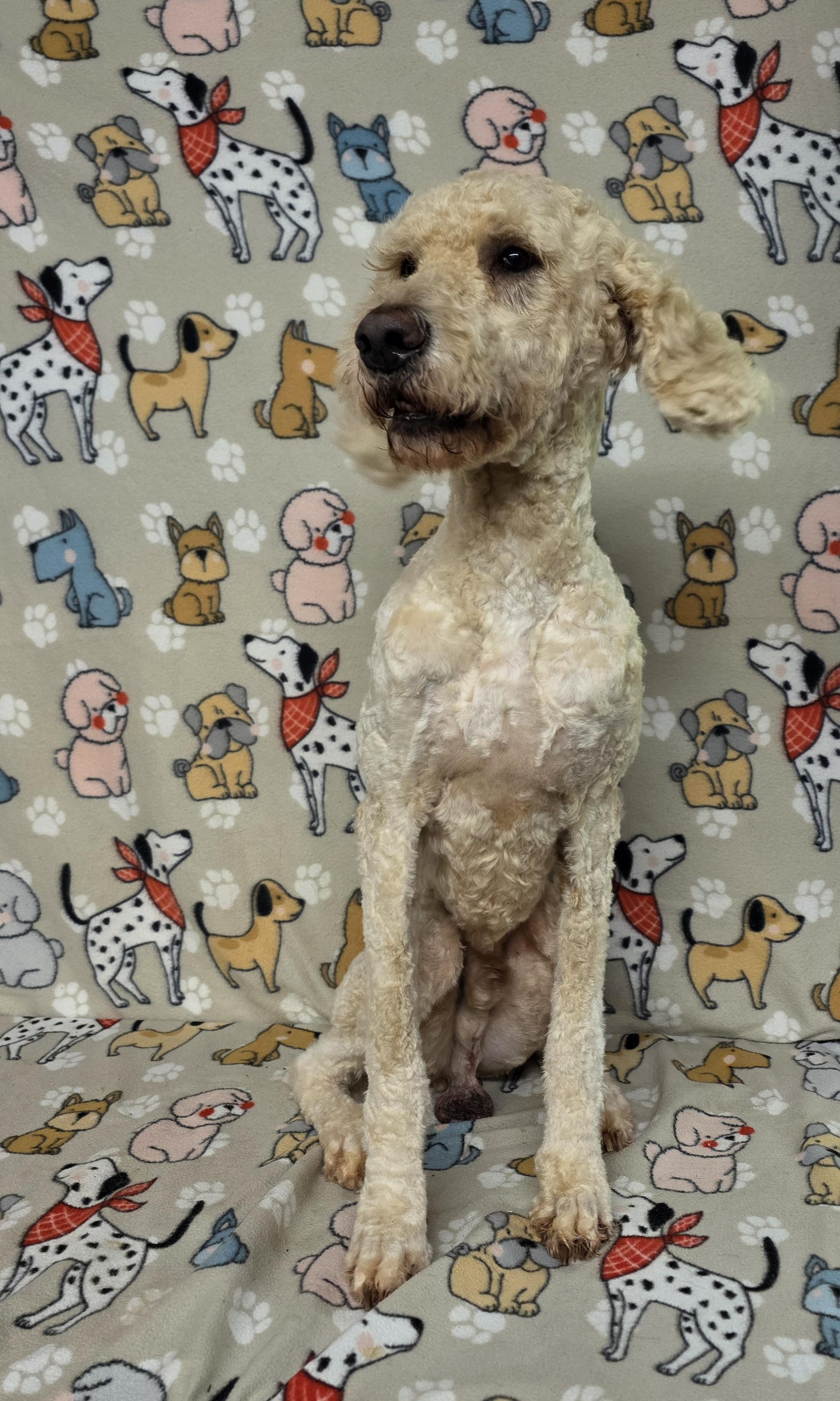 Duke, a ADOPTABLE Standard Poodle in Dallas, GA image 3/5