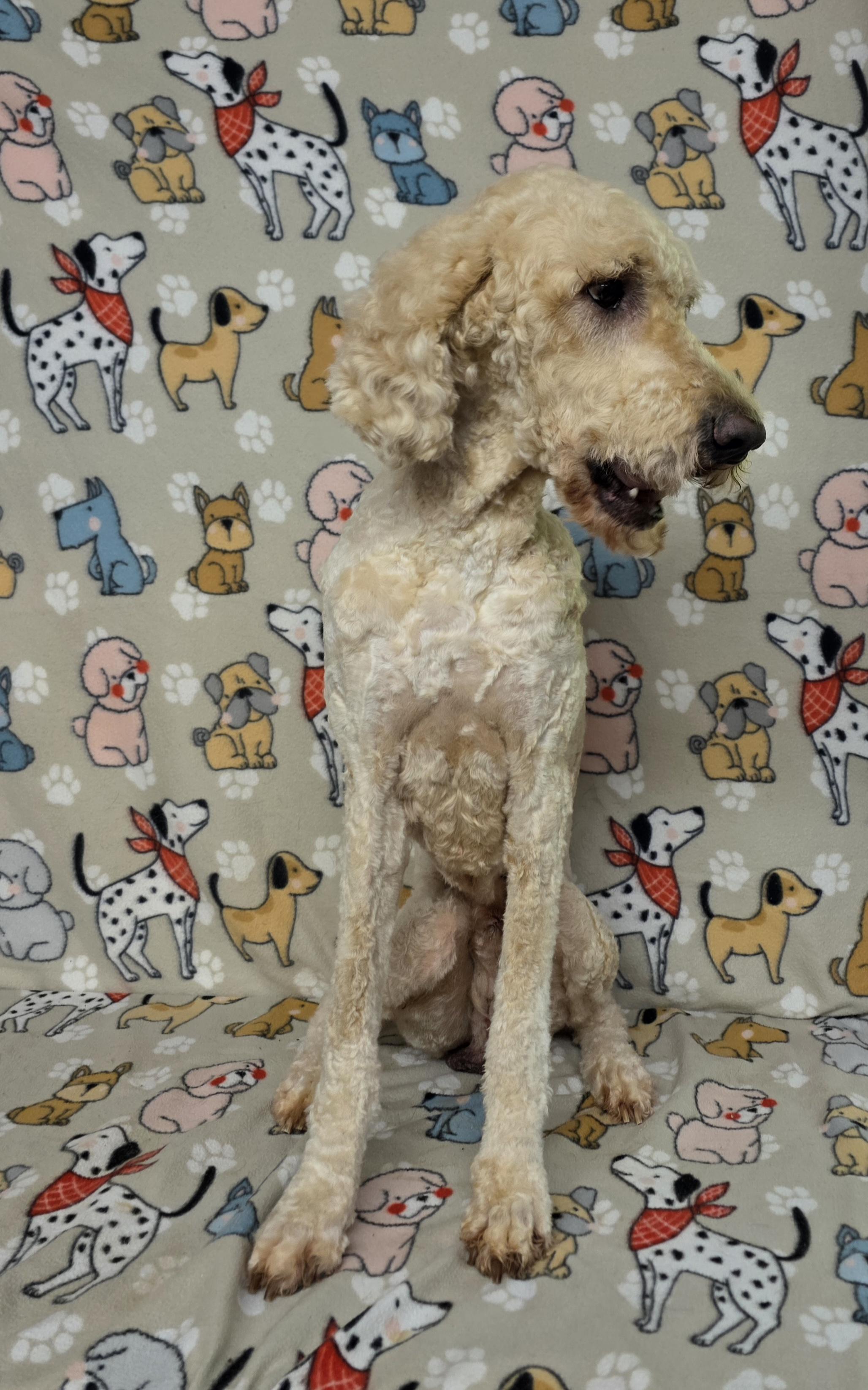 Duke, a ADOPTABLE Standard Poodle in Dallas, GA image 4/5