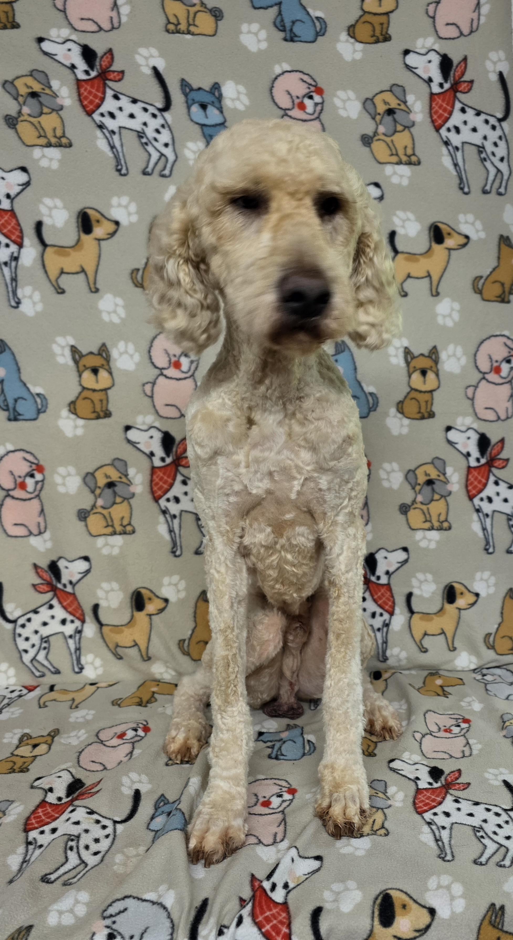 Duke, a ADOPTABLE Standard Poodle in Dallas, GA image 5/5