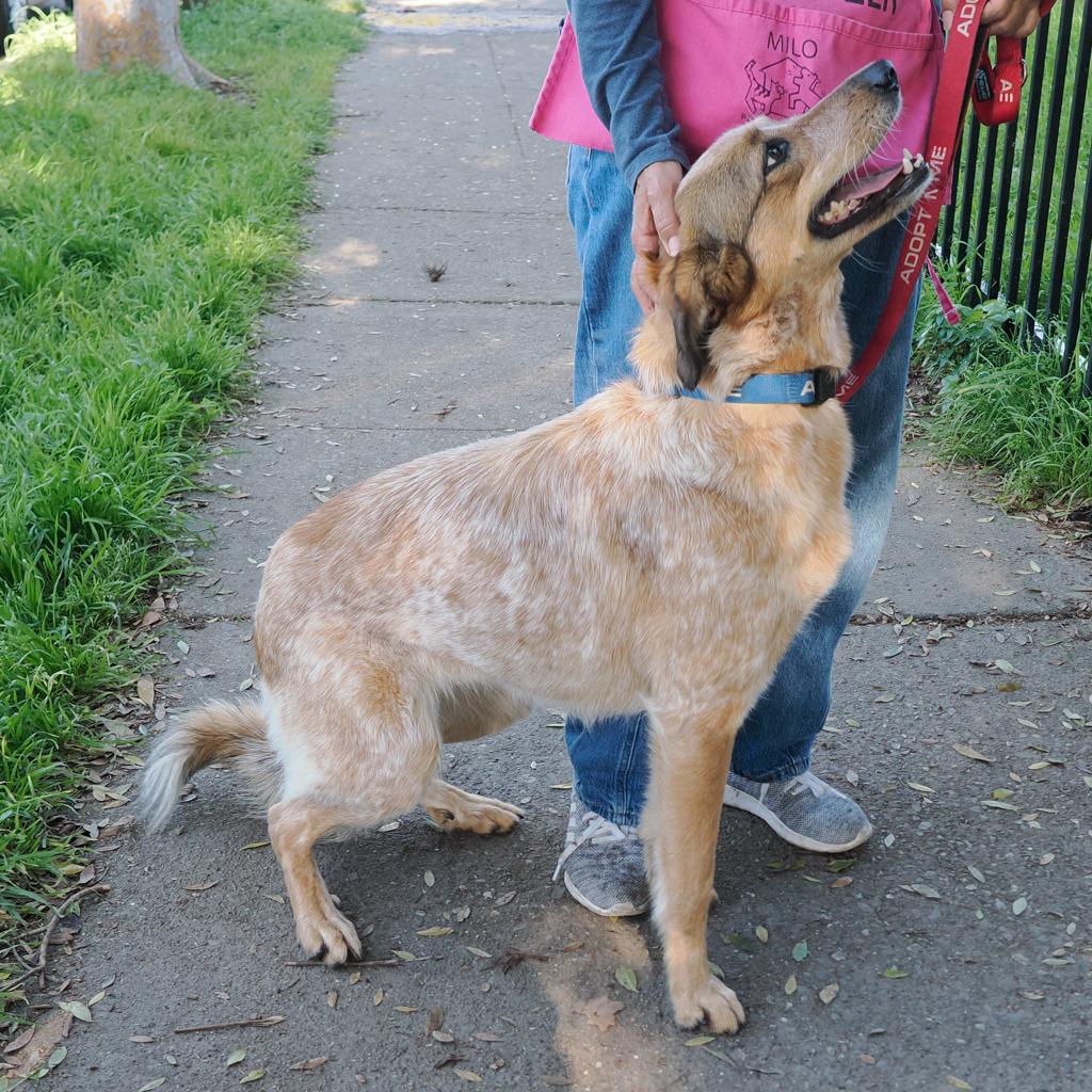 HOPE, Adoptable, Adult Female Cattle Dog & Mixed Breed.