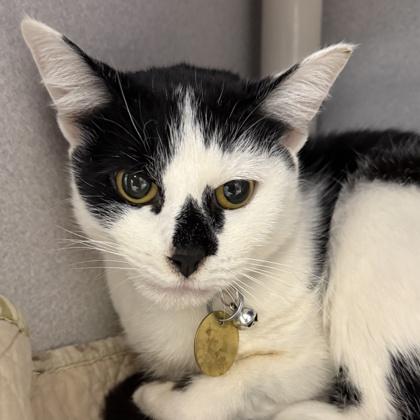 Enlarge Daphne, a ADOPTABLE Domestic Short Hair in Lansing, MI image 1/1