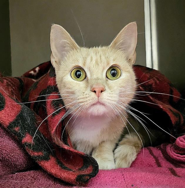 Enlarge BETTY JO, a Adoptable Domestic Short Hair in Clyde, NC image 1/1