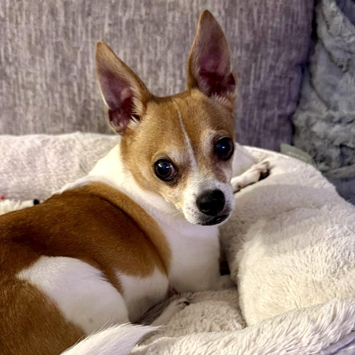 Enlarge George Micheal, a Adoptable mixed breed in Prior Lake, MN image 1/6