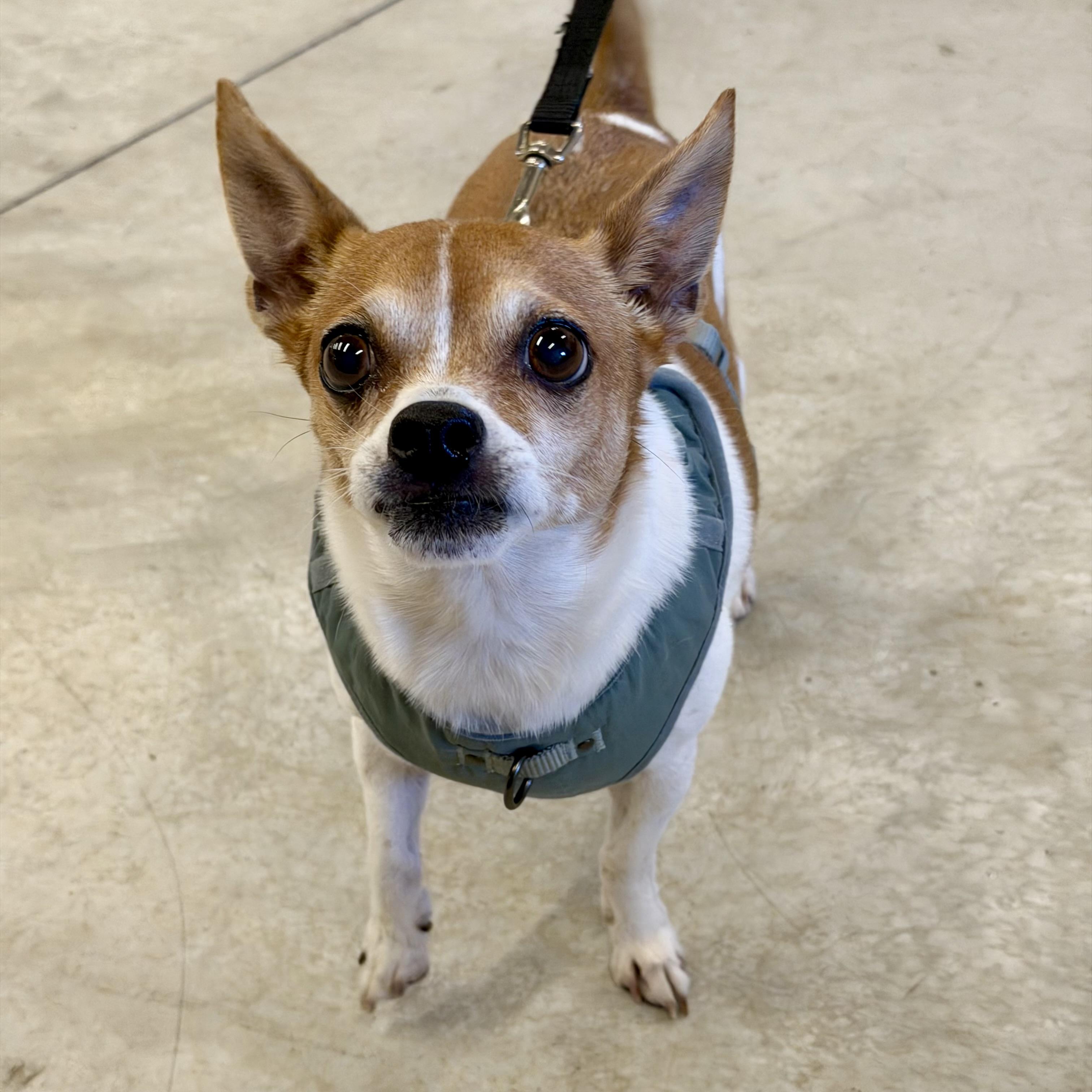 Enlarge George Micheal, a Adoptable mixed breed in Prior Lake, MN image 2/6